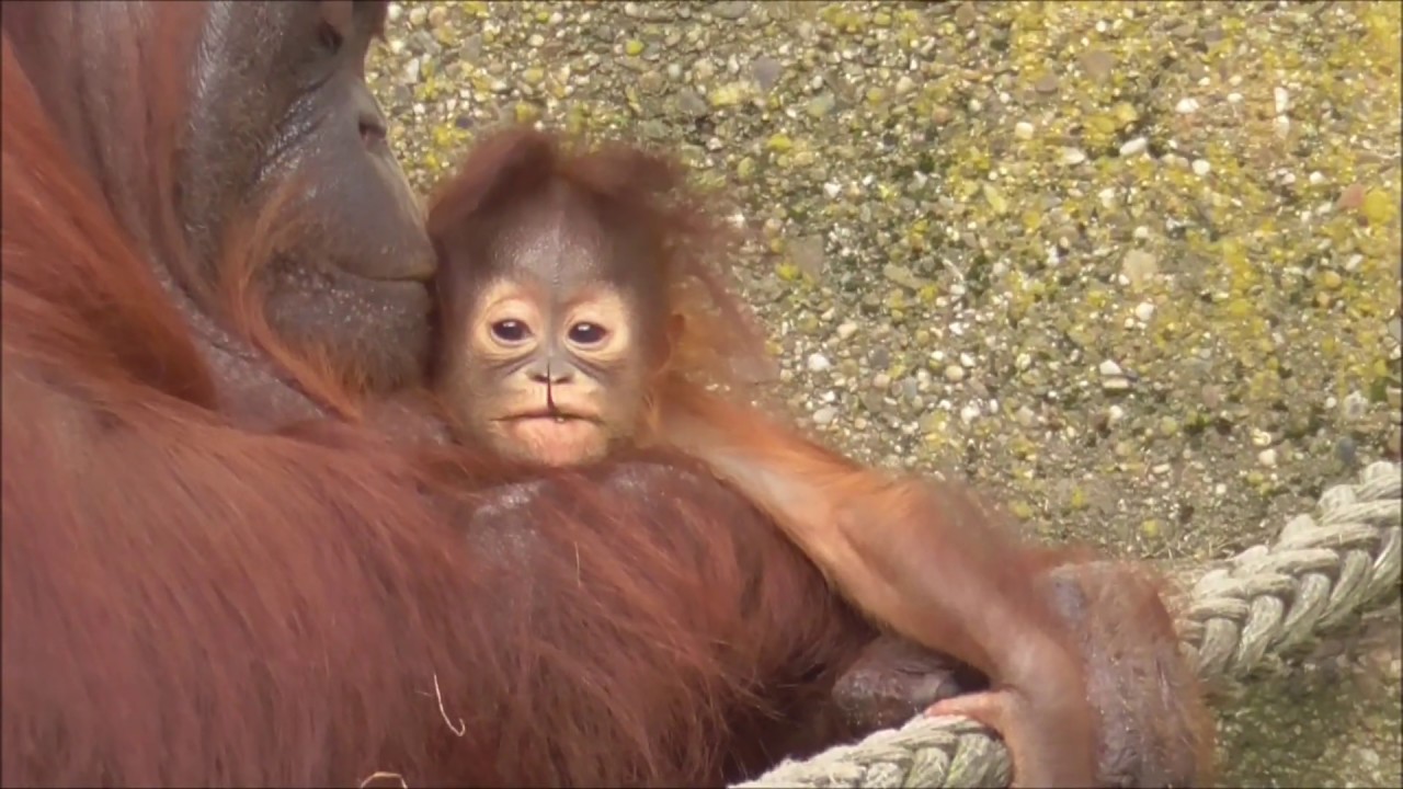 ORANGUTAN MOMMY LOVES HER LITTLE BABYGIRL MINGGU