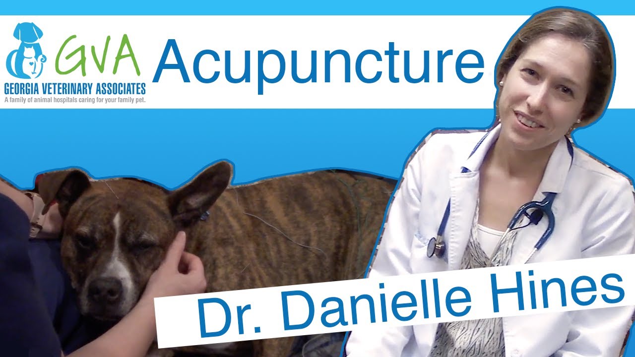 Veterinary Acupuncture by Georgia Veterinary Associates with Dr. Hines