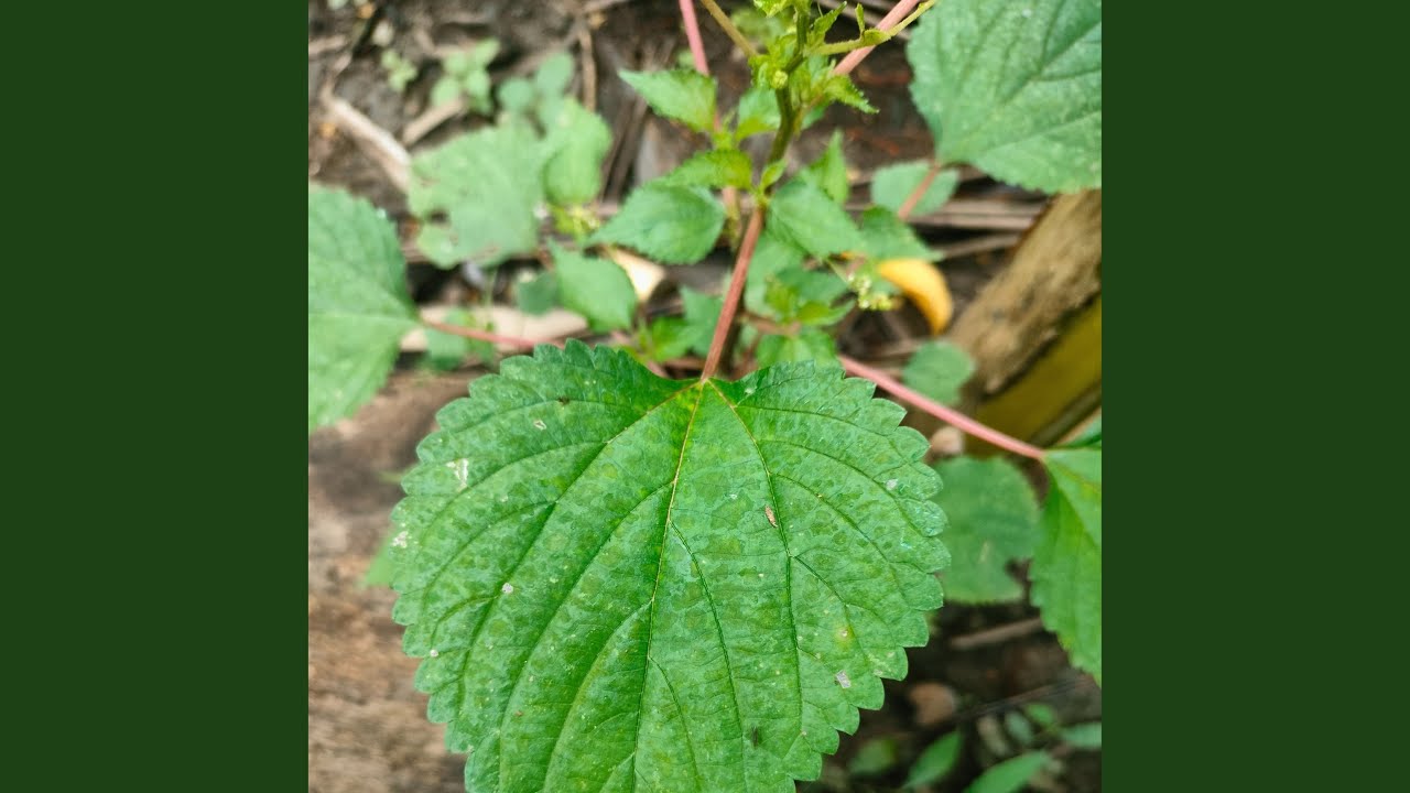 terasa sunyi