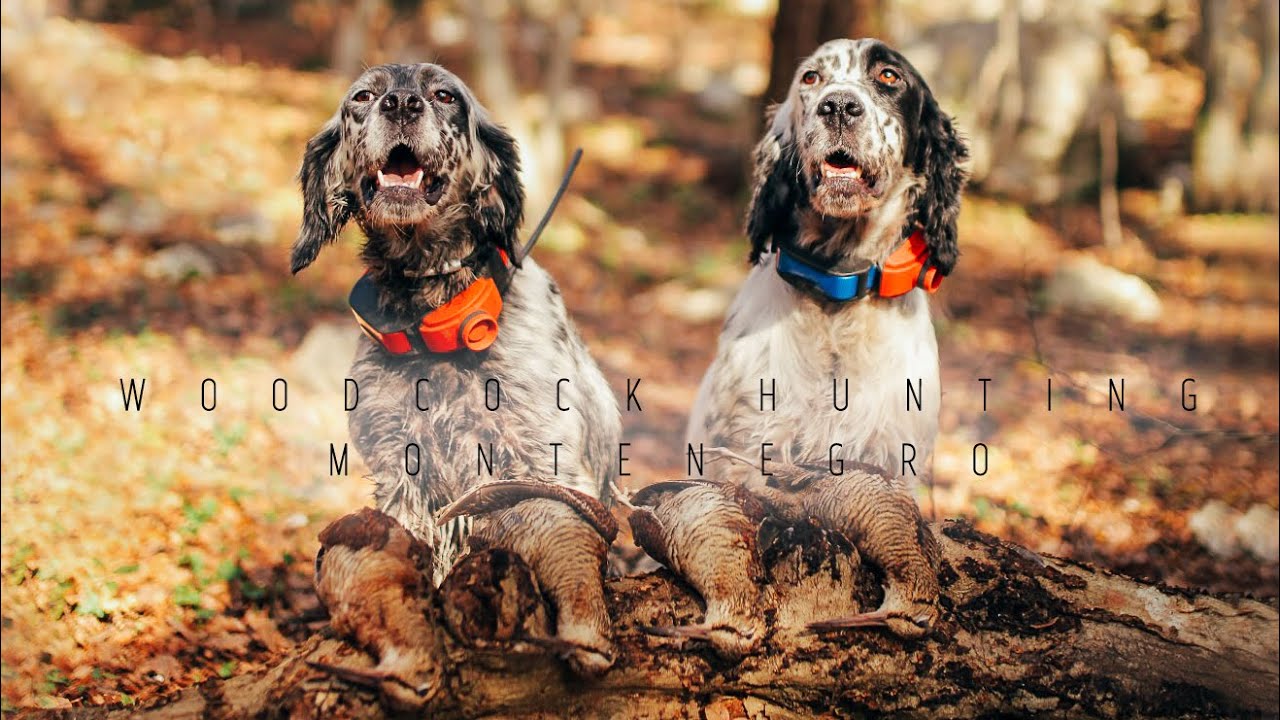 Woodcock hunting | Montenegro | 2019 |  Caccia alla beccaccia | English setter | Lov šumske šljuke |
