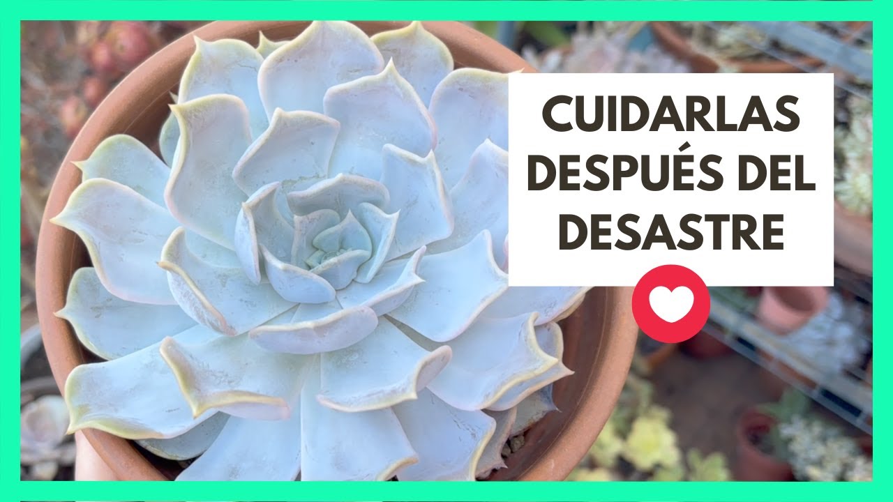 CUIDANDO SUCULENTAS