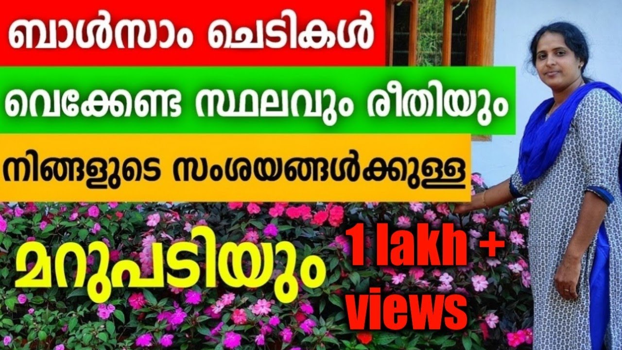ബാൾസാം ചെടികൾ എവിടെ വേക്കണം|chinese balsam