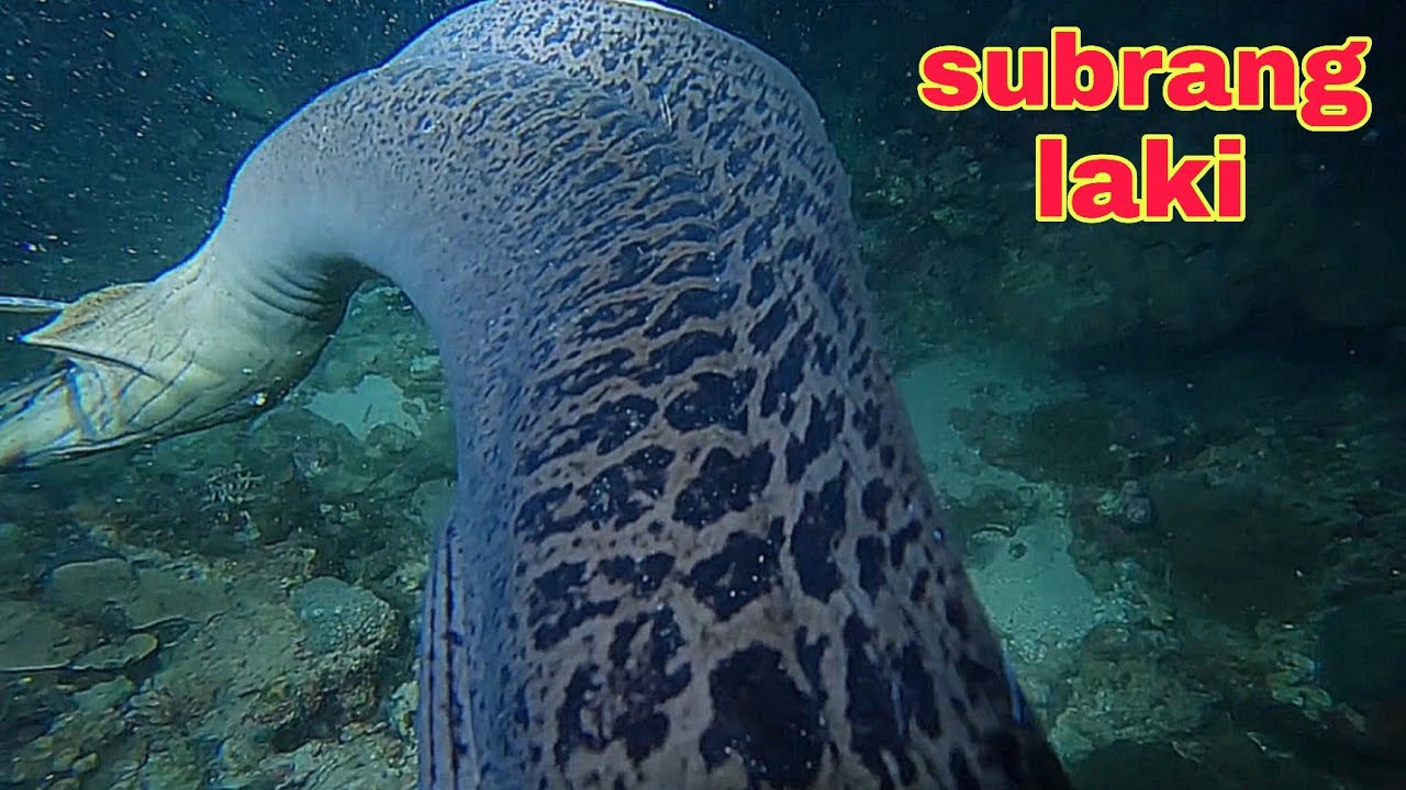 ep598 Dive2 subrang laki ng ahas dagat napana ng kasama ko