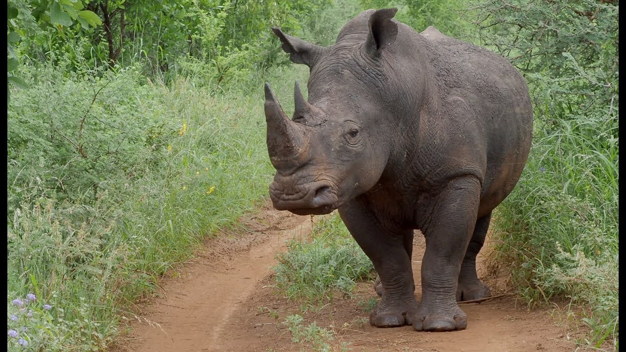 “The Special Northern Five Species”- Amazing Wildlife Safari in Meru National Park, Kenya 2018 (4K)