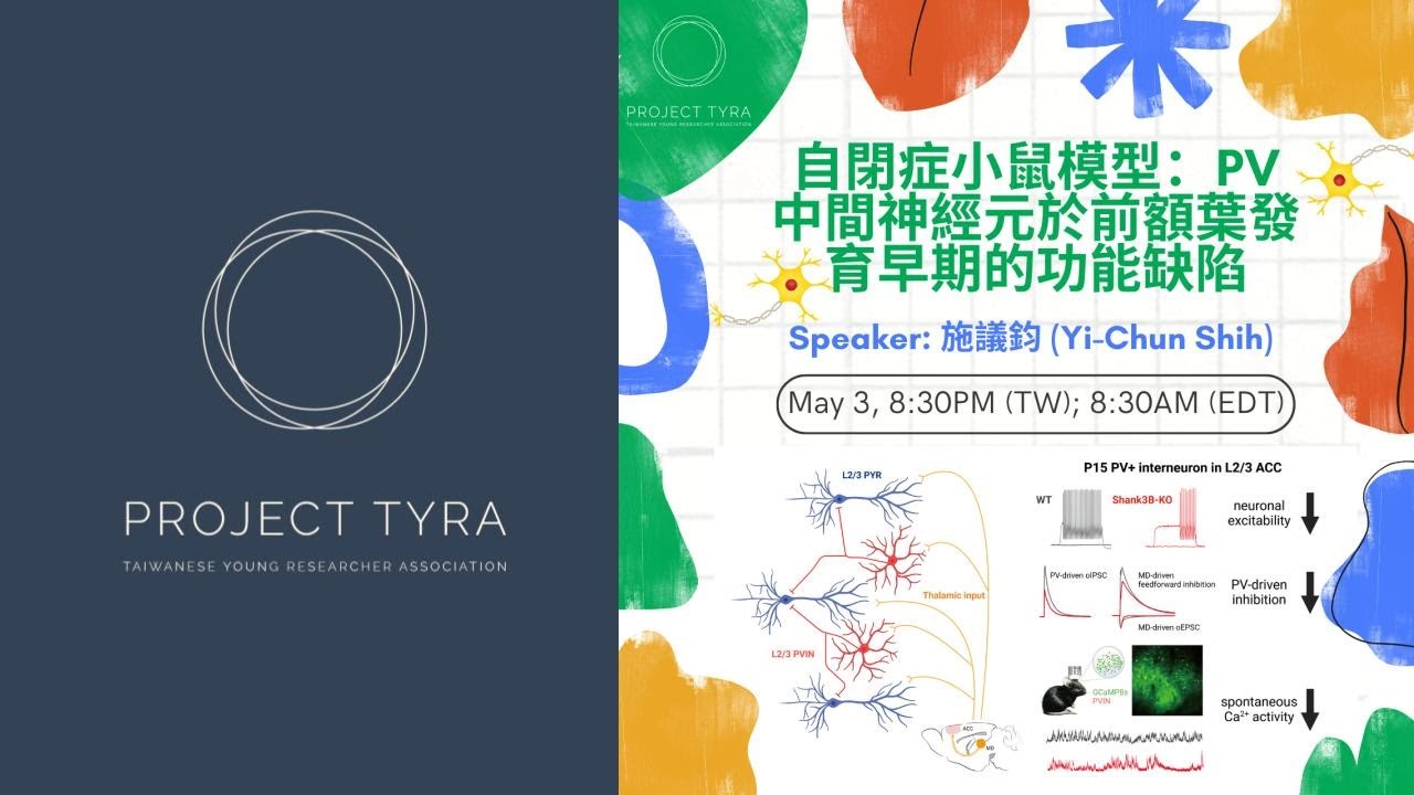 【TYRA Talk 2025】自然科學｜自閉症小鼠模型：PV中間神經元於前額葉發育早期的功能缺陷
