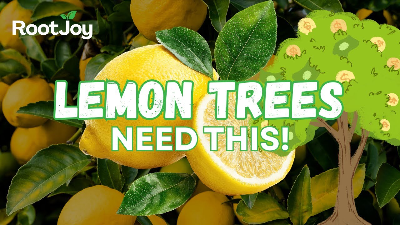 Lemon Trees Explained in 4 Minutes | RootJoy