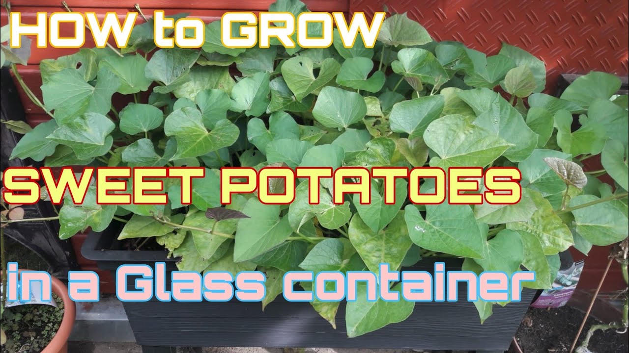#How to GROW SWEET POTATOE in a GLASS#CONTAINER #and PAKCHOI in a# PLASTIK CONTAINER.#JOMEY CHANNEL#
