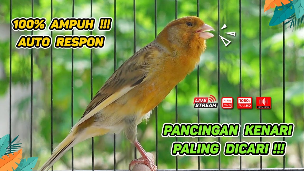 Pancingan Suara Kenari Gacor‼️ Ampuh untuk Masteran Kenari Muda dan Terapi Kenari Macet Bunyi 548