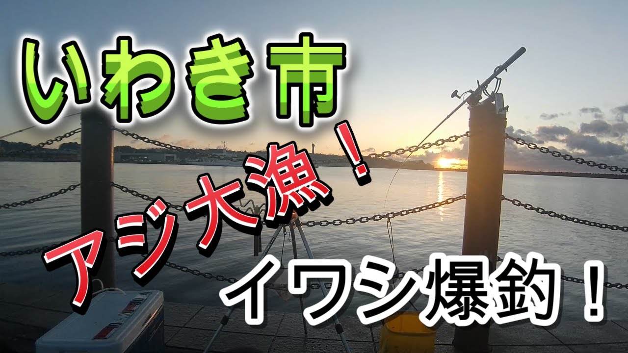 いわき市埠頭　アジ大漁、イワシ爆釣！2026.1.10~12初釣り。サビキ釣り、泳がせ釣り。