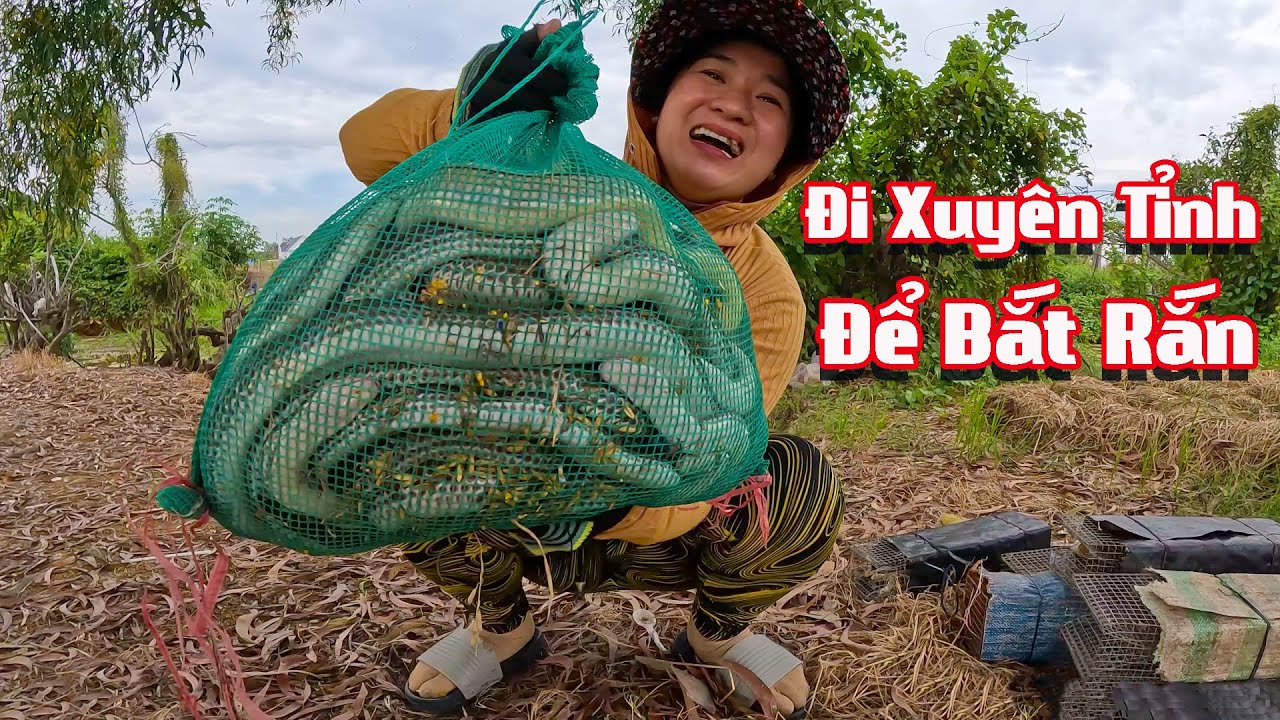 Hành Trình Xuyên Tỉnh Săn Tìm Những Con Rắn Lớn # Cò Sang Săn Bắt # Tập 20