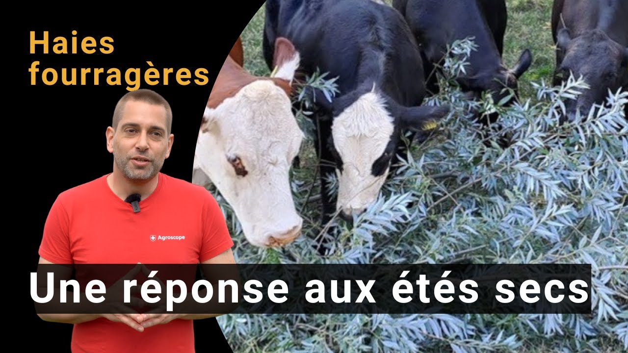 Haies fourragères – Une réponse aux étés secs | Démo à la Ferme Comex du Borgeau, Carrouge/VD