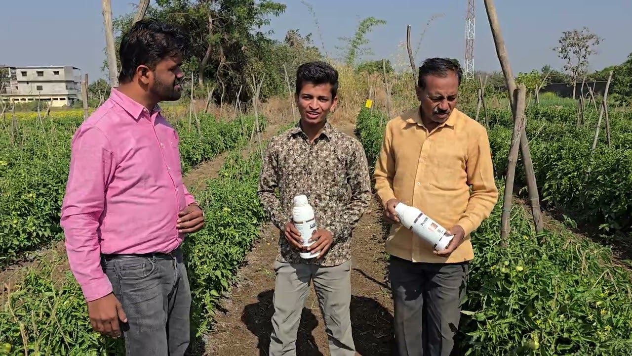टोमॅटो 🍅  पिकामध्ये झाली झटपट फुलांची-फळांची सेटिंग..