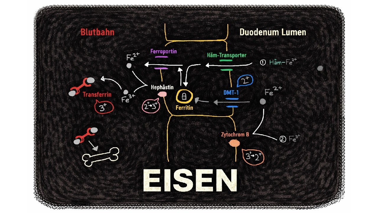 Eisenstoffwechsel einfach erklärt