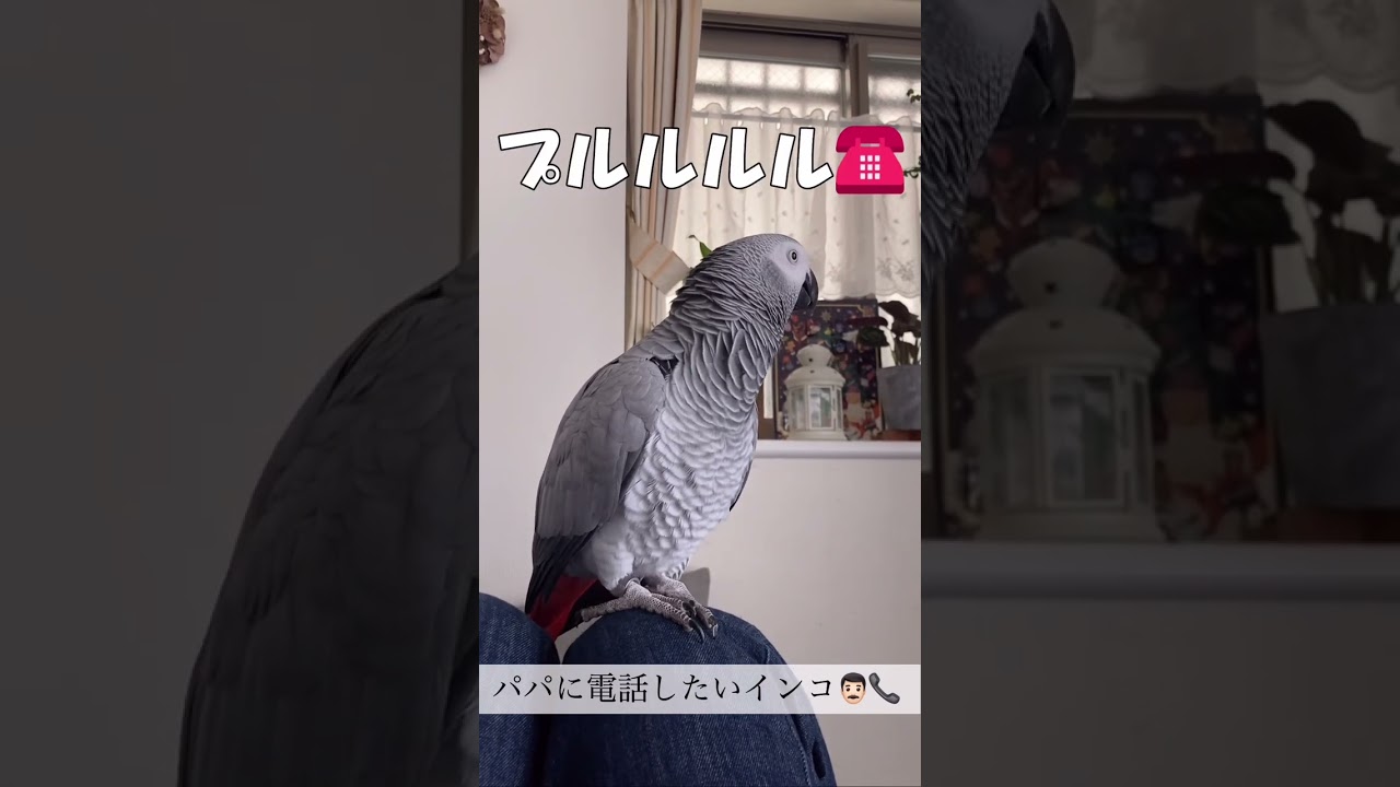 【電話】パパに電話したいインコ
