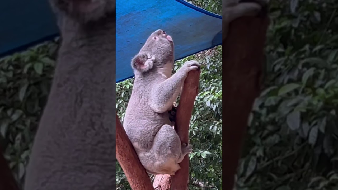 What Does a Koala Sound Like? ❓🐨 #australiananimals #koala