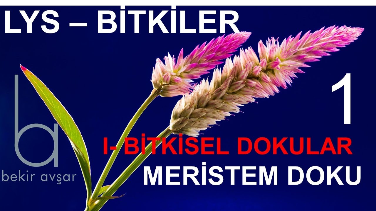 YKS BİTKİLER 1 Bitkisel Dokular Meristem Doku