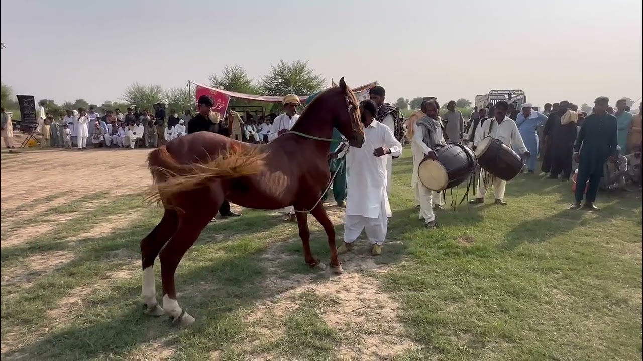 Horse Dance 💃 Part 4 🌷🌷🌹