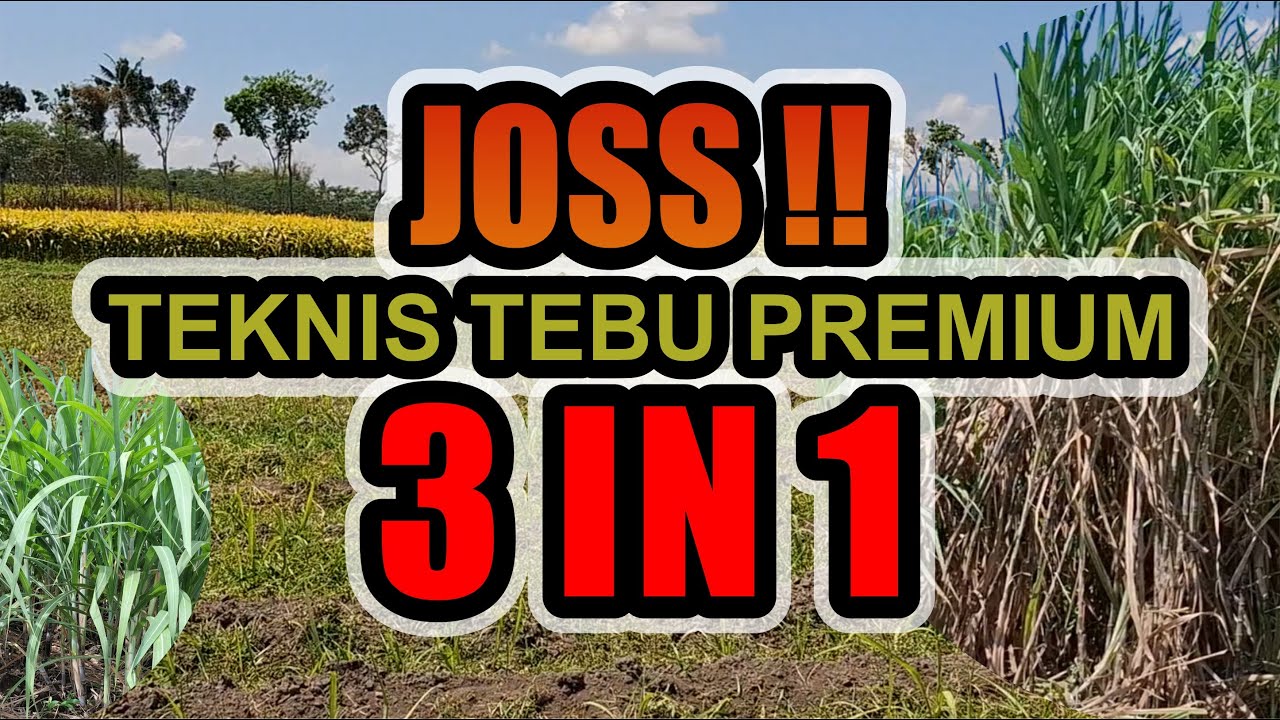 TEKNIS TEBU PREMIUM 3 IN 1 ALA PETANI TEBU DI MALANG JAWA TIMUR