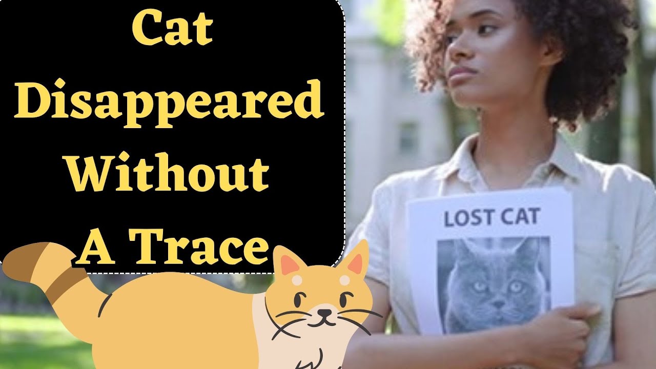 Why Do So Many Cats Go Missing?