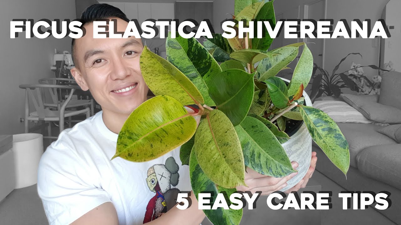Ficus Elastic Shivereana | 5 Easy Care Tips