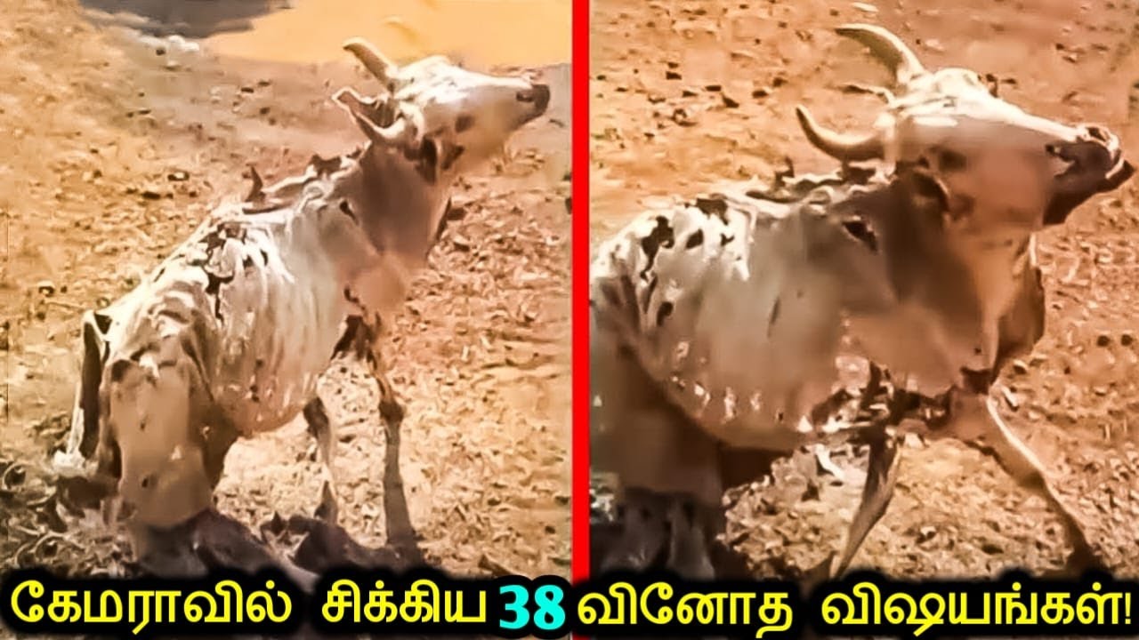 கேமராவில் சிக்கிய 38 விசித்திரமான விஷயங்கள்! | Strange Things Caught On Camera | Tamil Ultimate