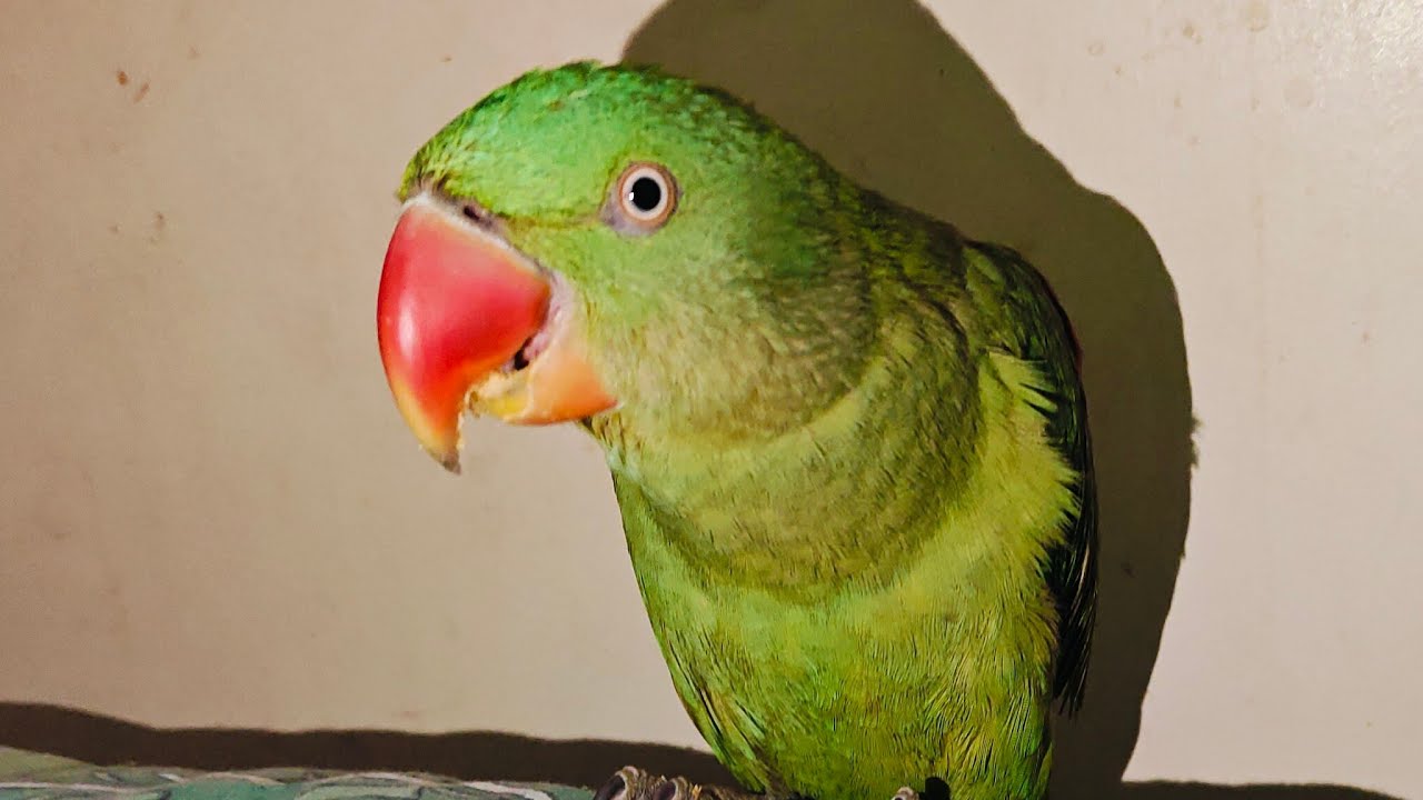Parrot Ladoo Moments  is live