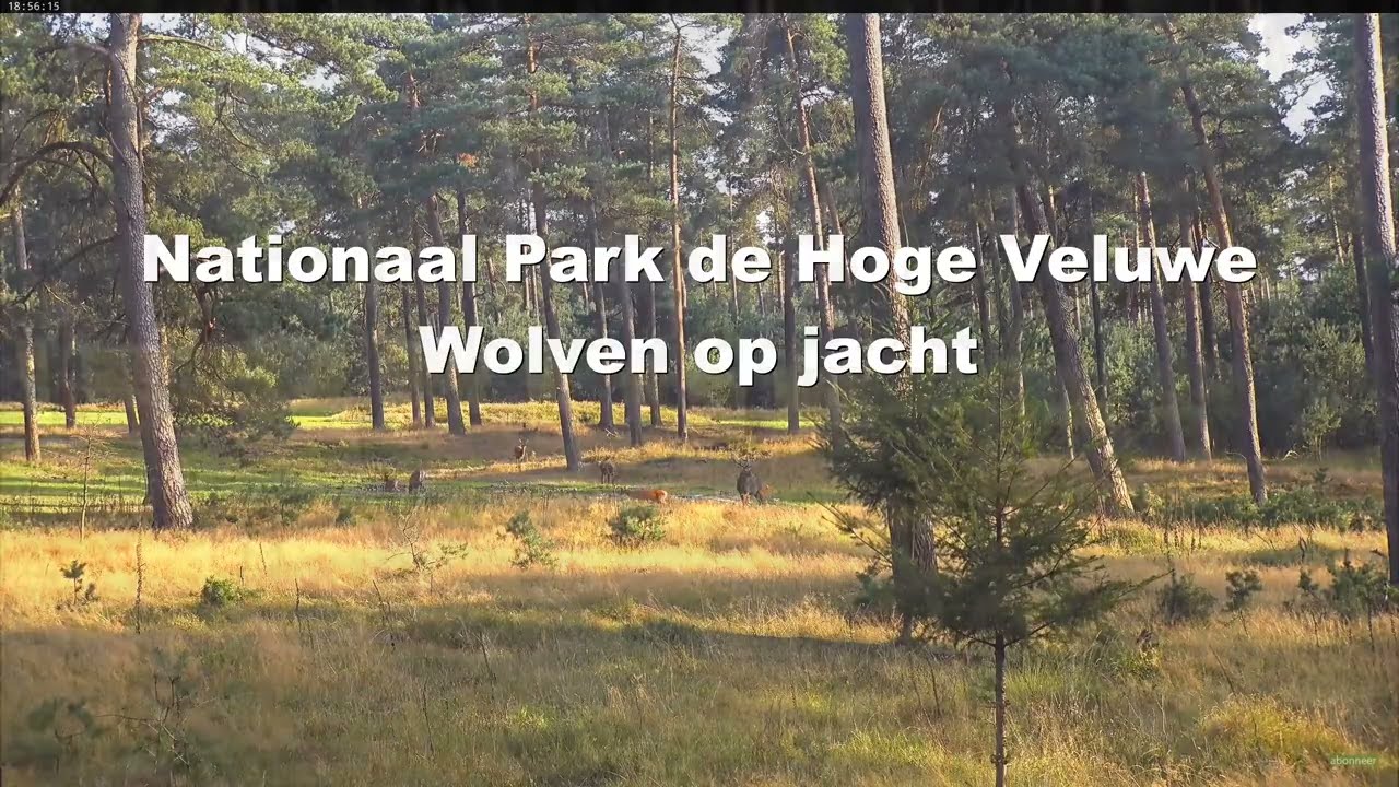 Wolven op jacht 31 augustus 2024