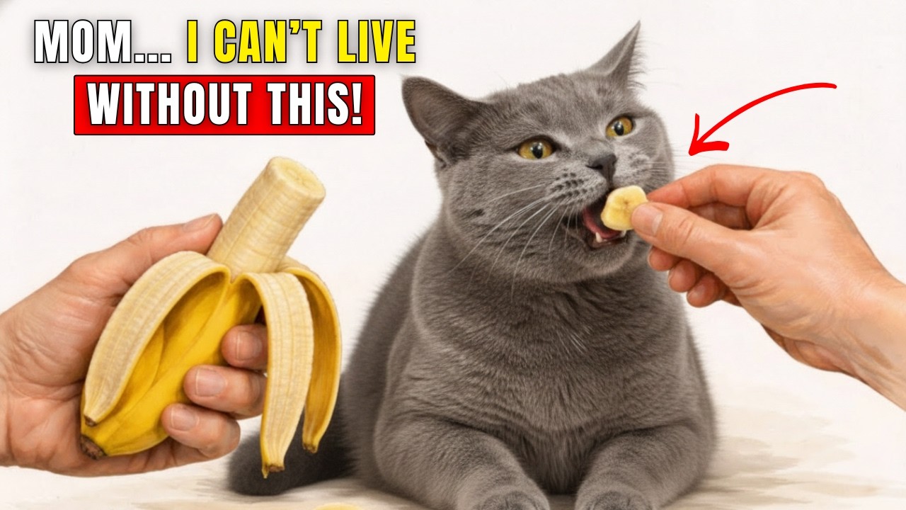 22 Human Foods That Make Your Cats Healthier… Vets Don’t Want You to Know!