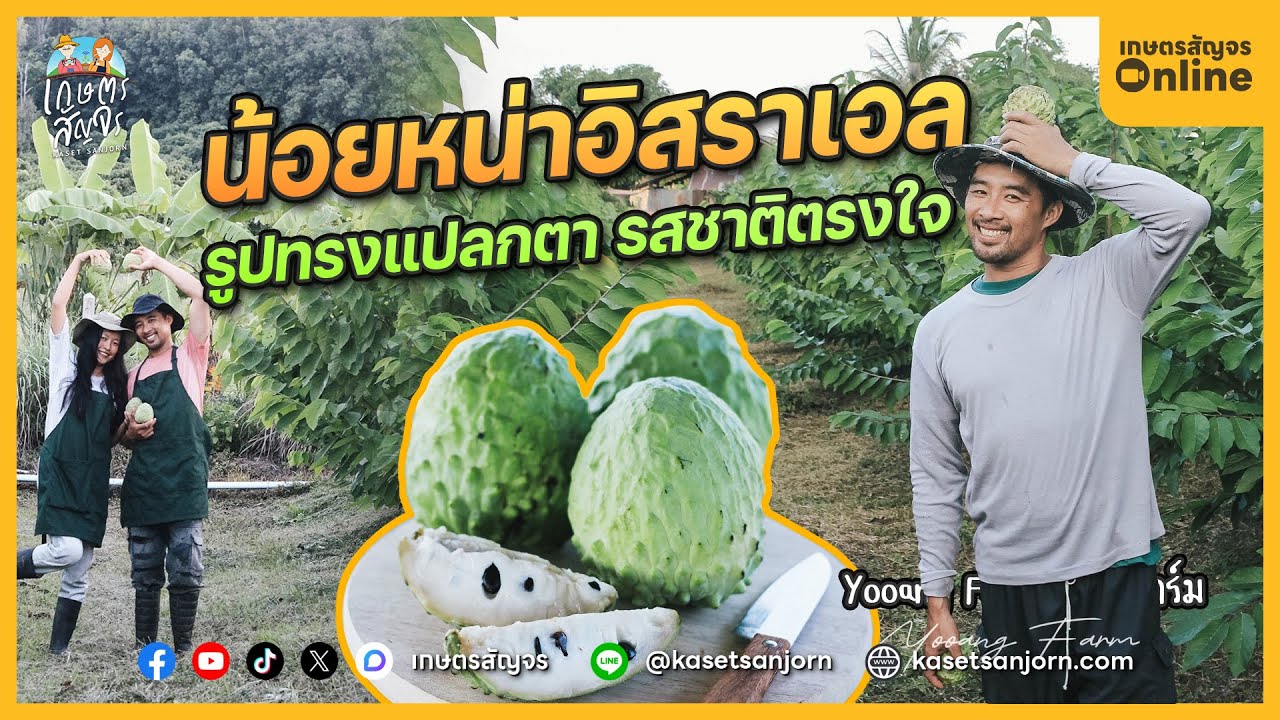 ทำสวนน้อยหน่าอิสราเอลในไทย รสชาติหอมหวาน สร้างรายได้ตลอดทั้งปี | เกษตรสัญจร「Online」
