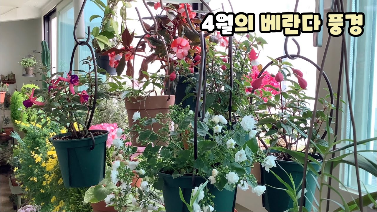 행잉으로 키우는 꽃/제라늄/목질화된 후쿠시아/임파첸스/The indoor garden of April