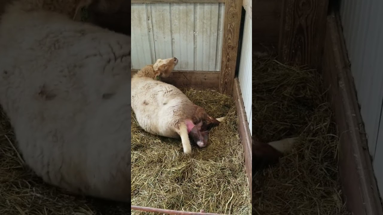 2023.03.03 - Twins! - Meet the sheep & Bea gives birth - Vlog 002