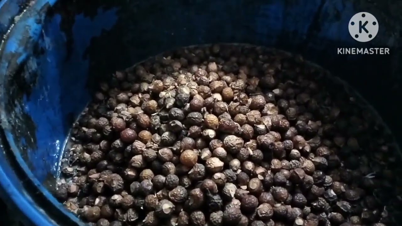 How to make bio enzyme of SOAPNUT in large Quantity.बड़ी मात्रा में रीठा बायोएंजाइम बनाने का तरीका।