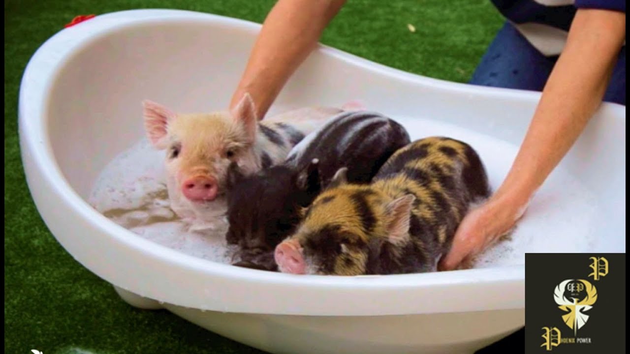 Cute Mini Pigs Bath Time Compilation I PP