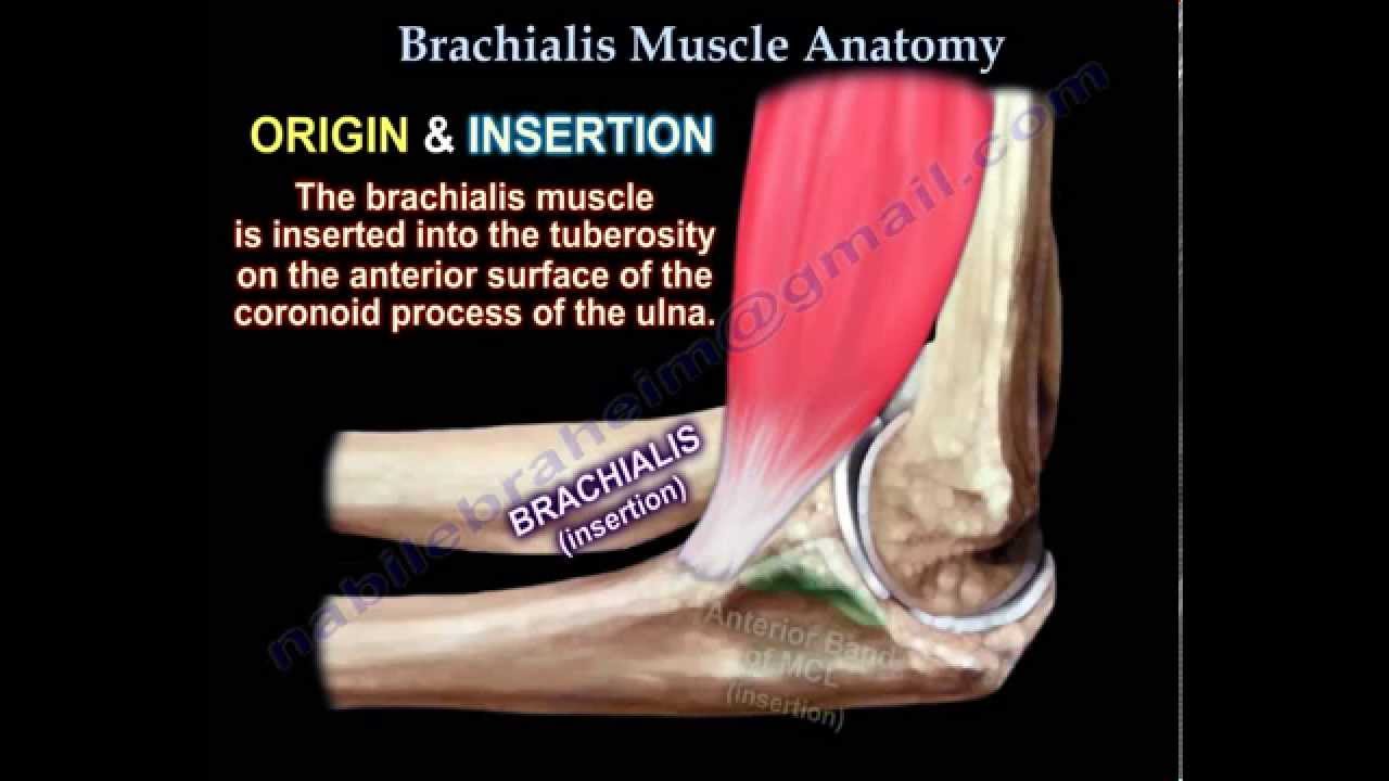 Brachialis Muscle Anatomy - Everything You Need To Know - Dr. Nabil Ebraheim