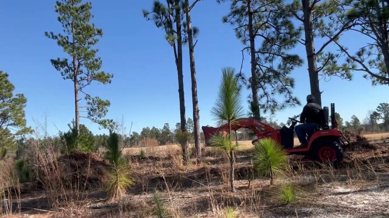 Limpiando el monte para pacas de pino