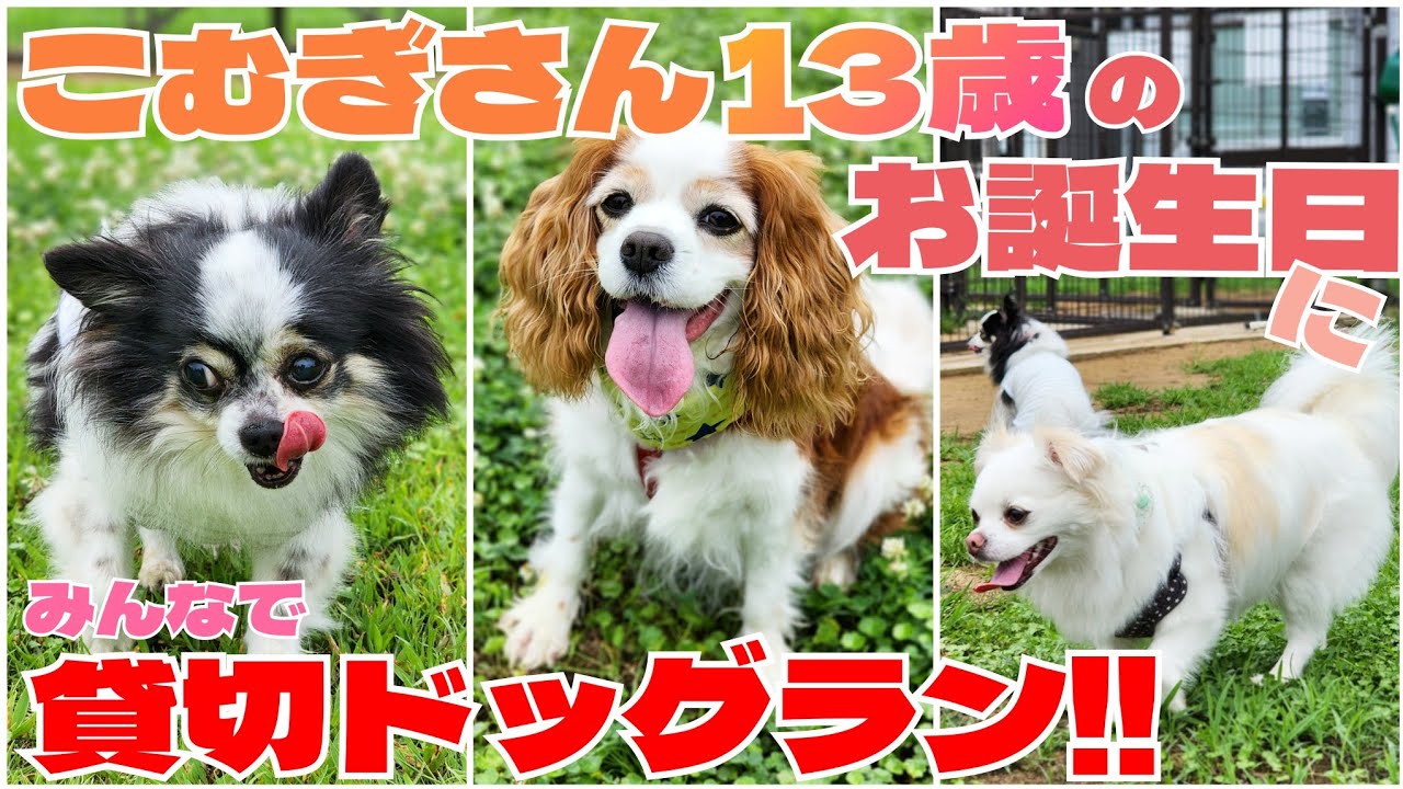 こむぎさんのお誕生日当日にモモちゃんとソルくんとで貸し切りドッグランしてきたーーー！！！
