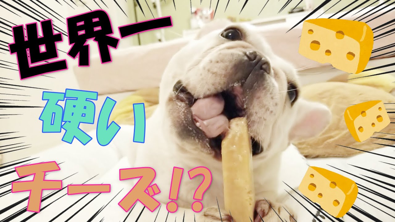 【ASMR】おくちアワアワにして犬界最高のご褒美おやつヒマチーを食す犬☆【フレンチブルドッグ】