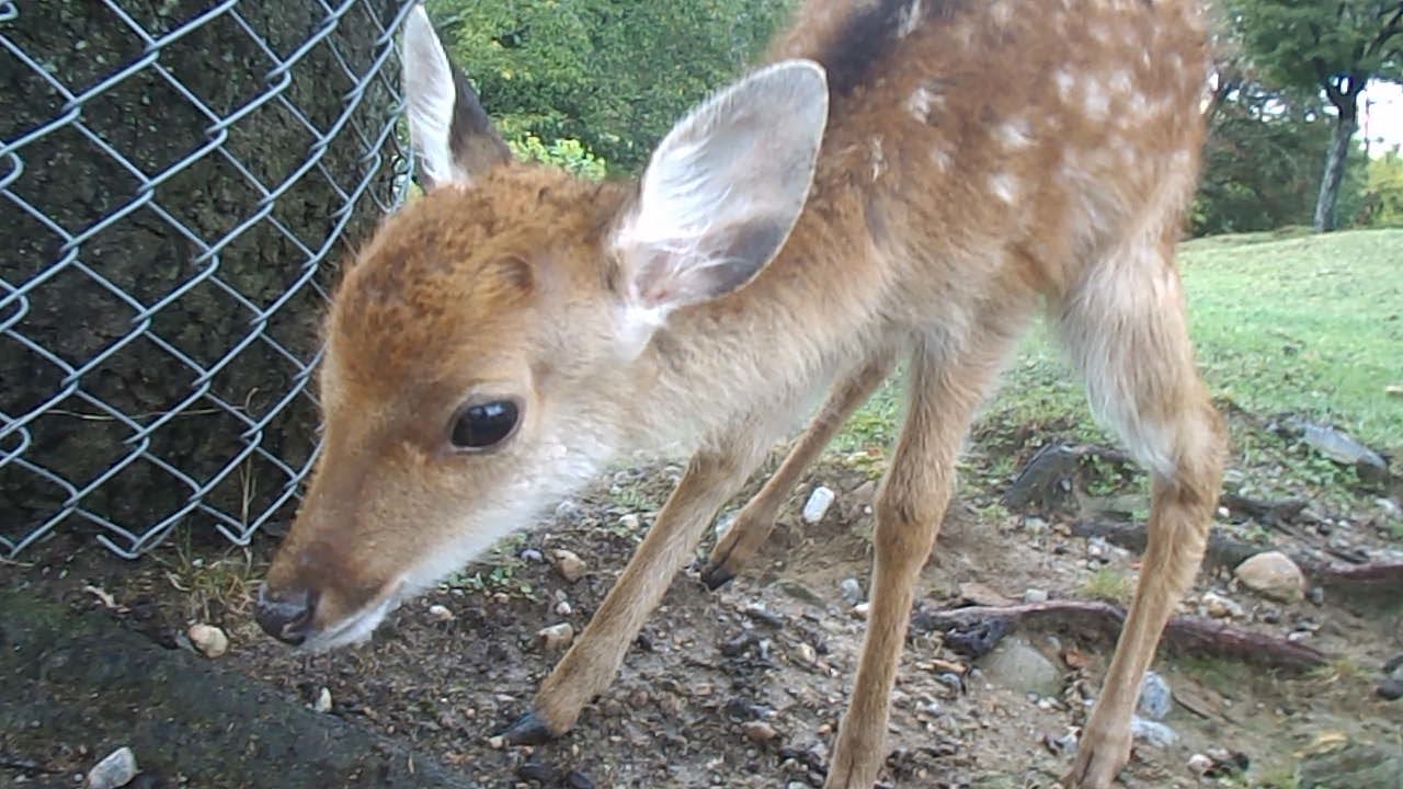 ボサっとした小鹿