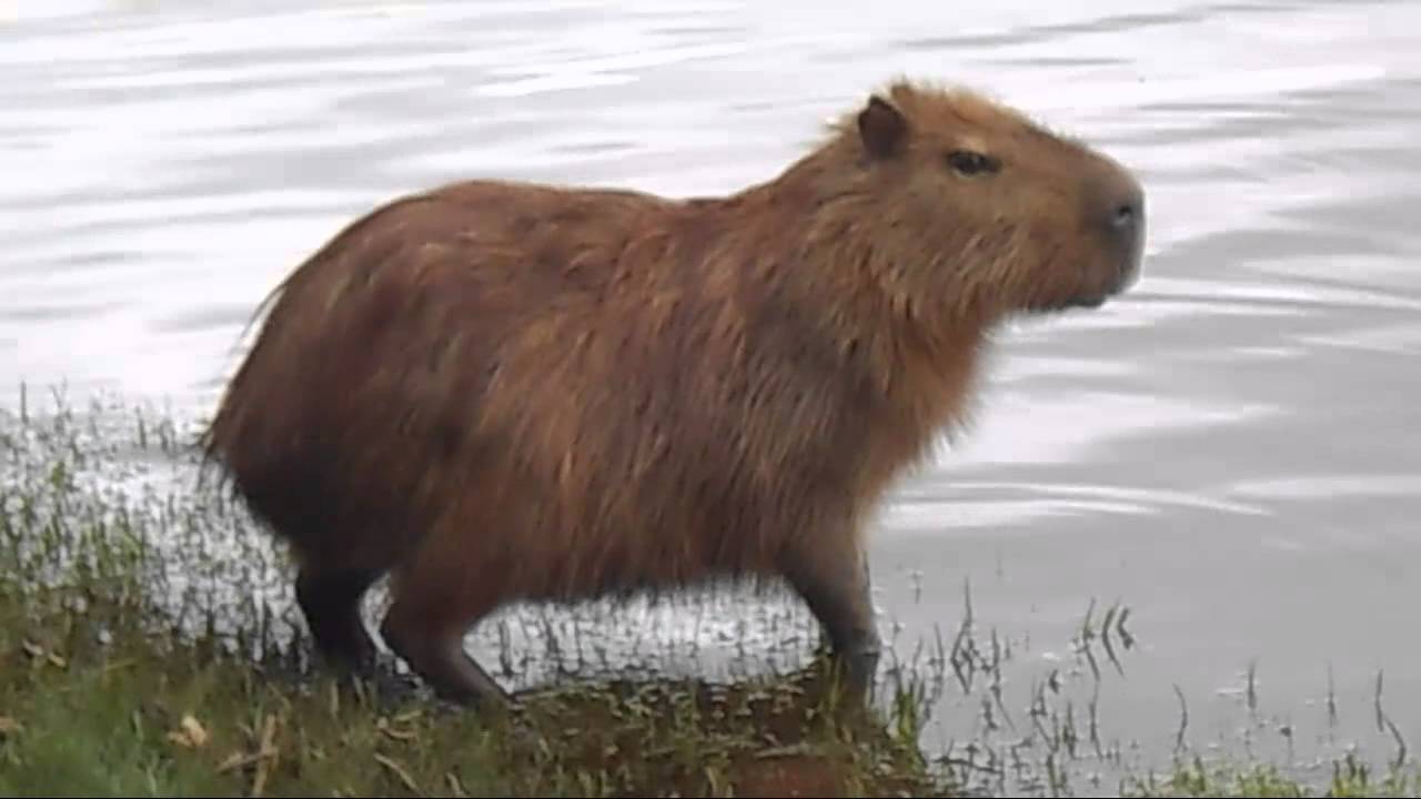 Capivara   Assustada