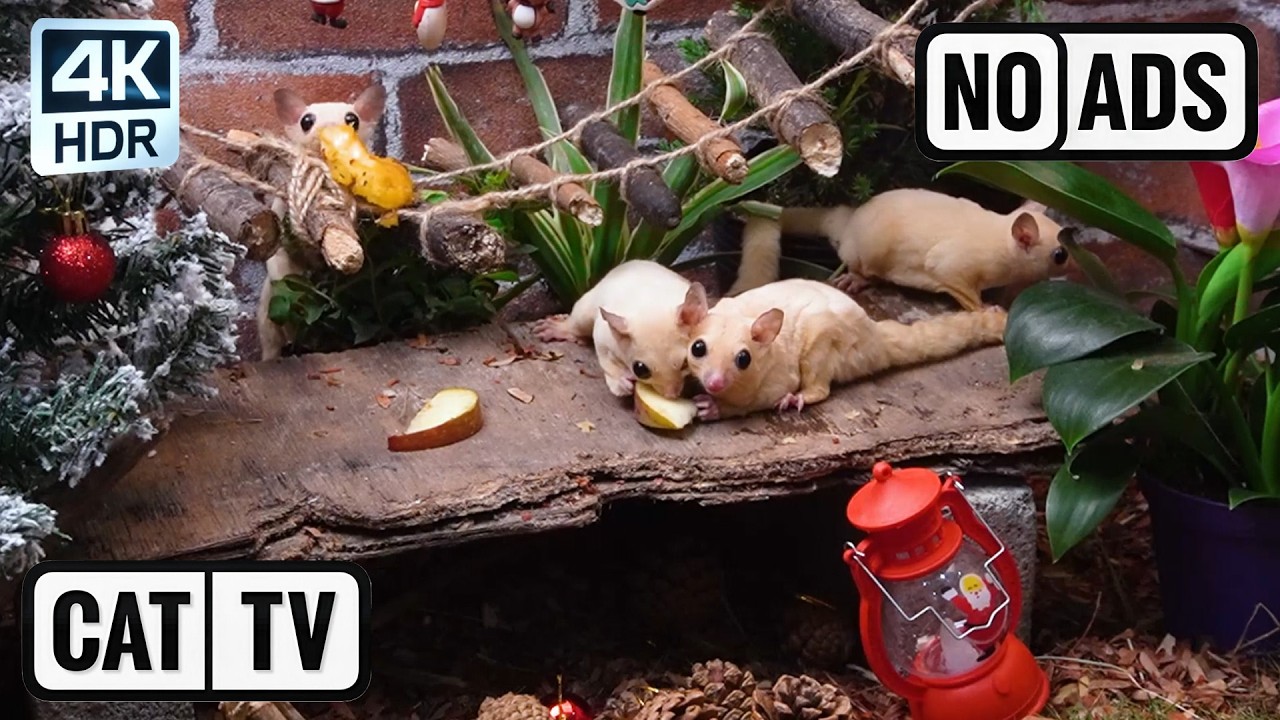 [NO ADS, NO AI] CAT TV 😺 Tiny Forest Village: Acrobat Sugar Gliders & The Mixed Rodent Colony 4K HDR