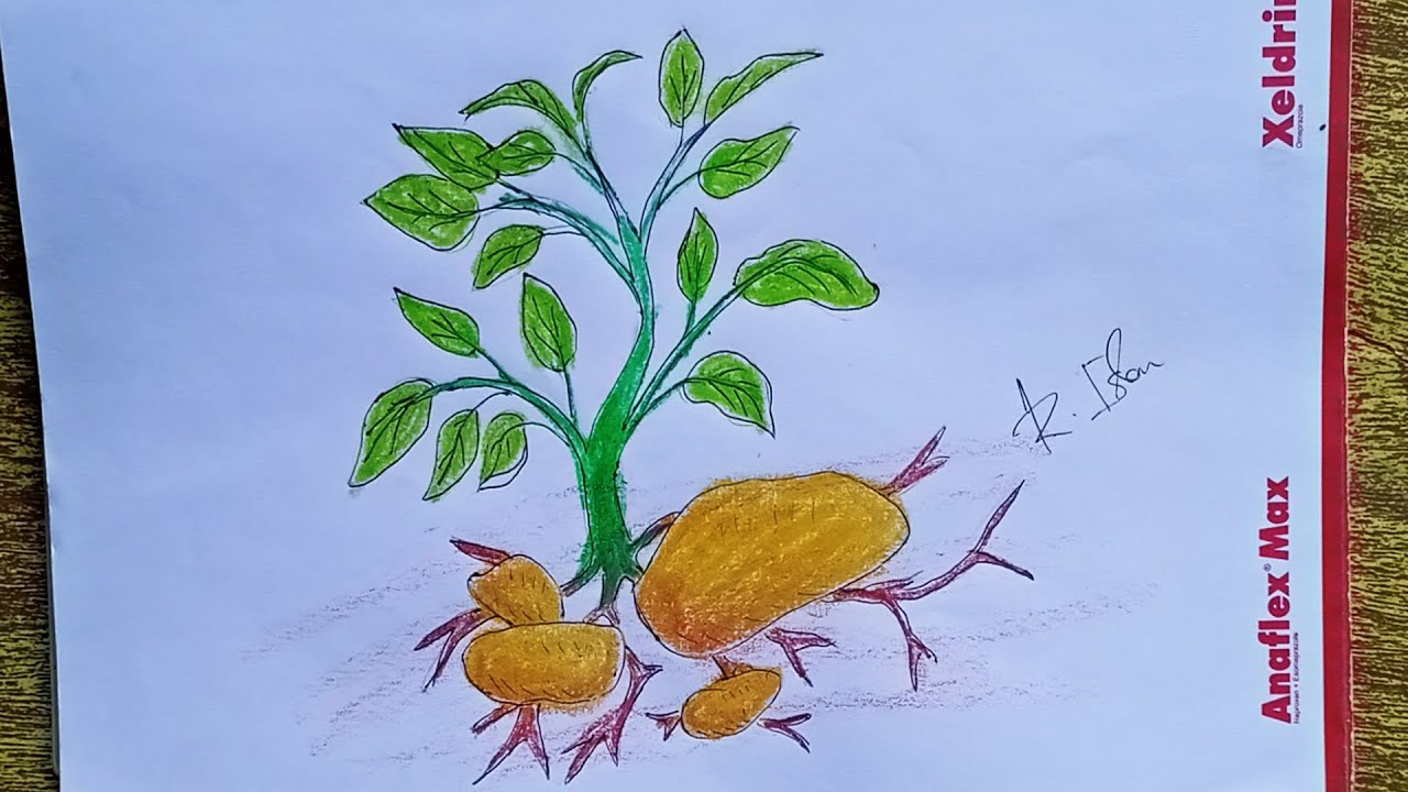 How to draw a Potato tree (Black & White) | আলু গাছ আঁকা সহজে | Rumana Meem