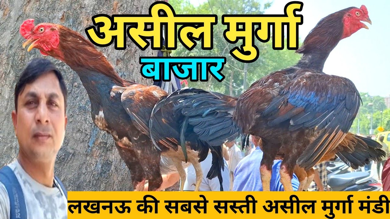 लखनऊ की सबसे सस्ती असील मुर्गा मंडी |असील मुर्गा मंडी नींबु पार्क लखनऊ 05/05/2024 |Aseel Murga Mandi