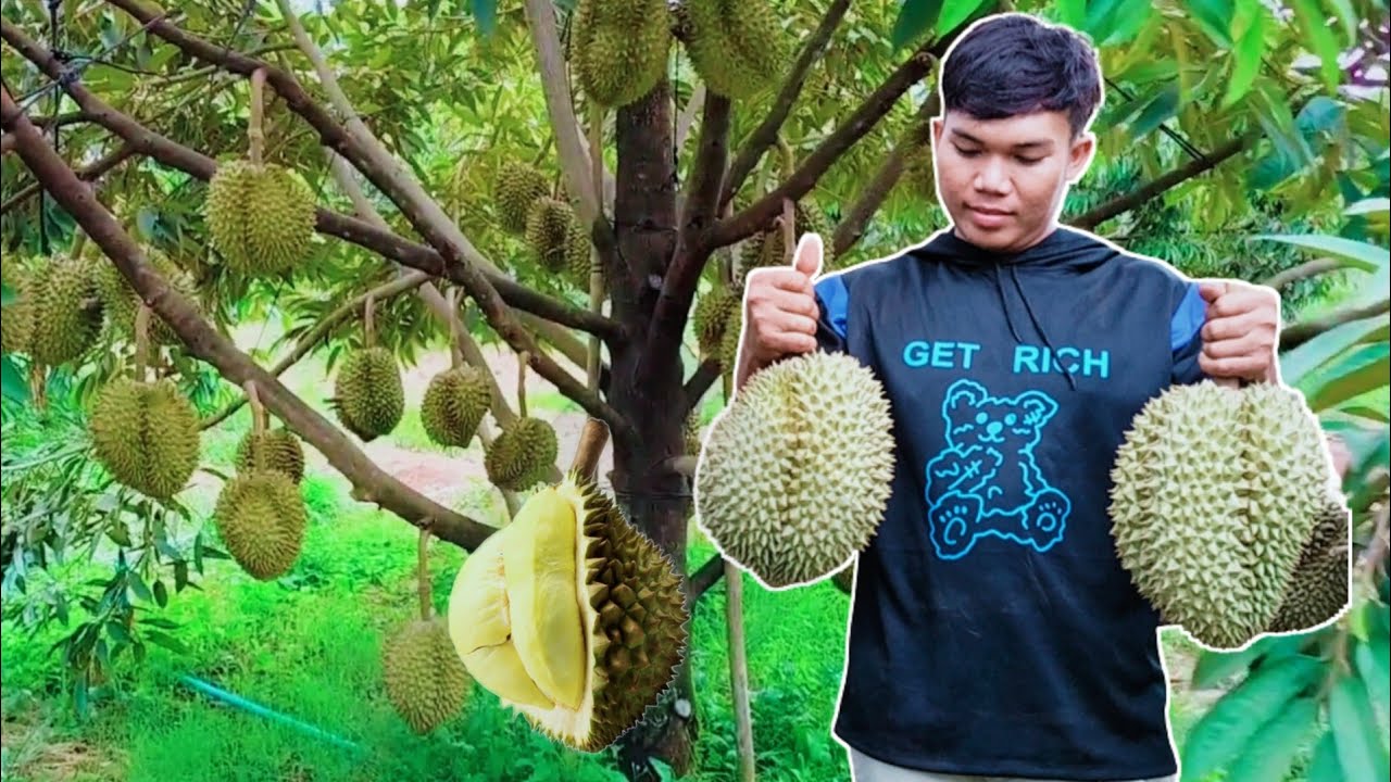 Durian Season | I Like Eating Durian Monthong