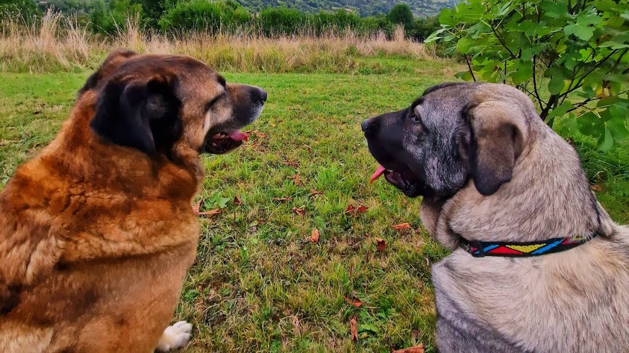 Mastines 🐶🐶 #montaña #dog #mastin #perrosfelices 