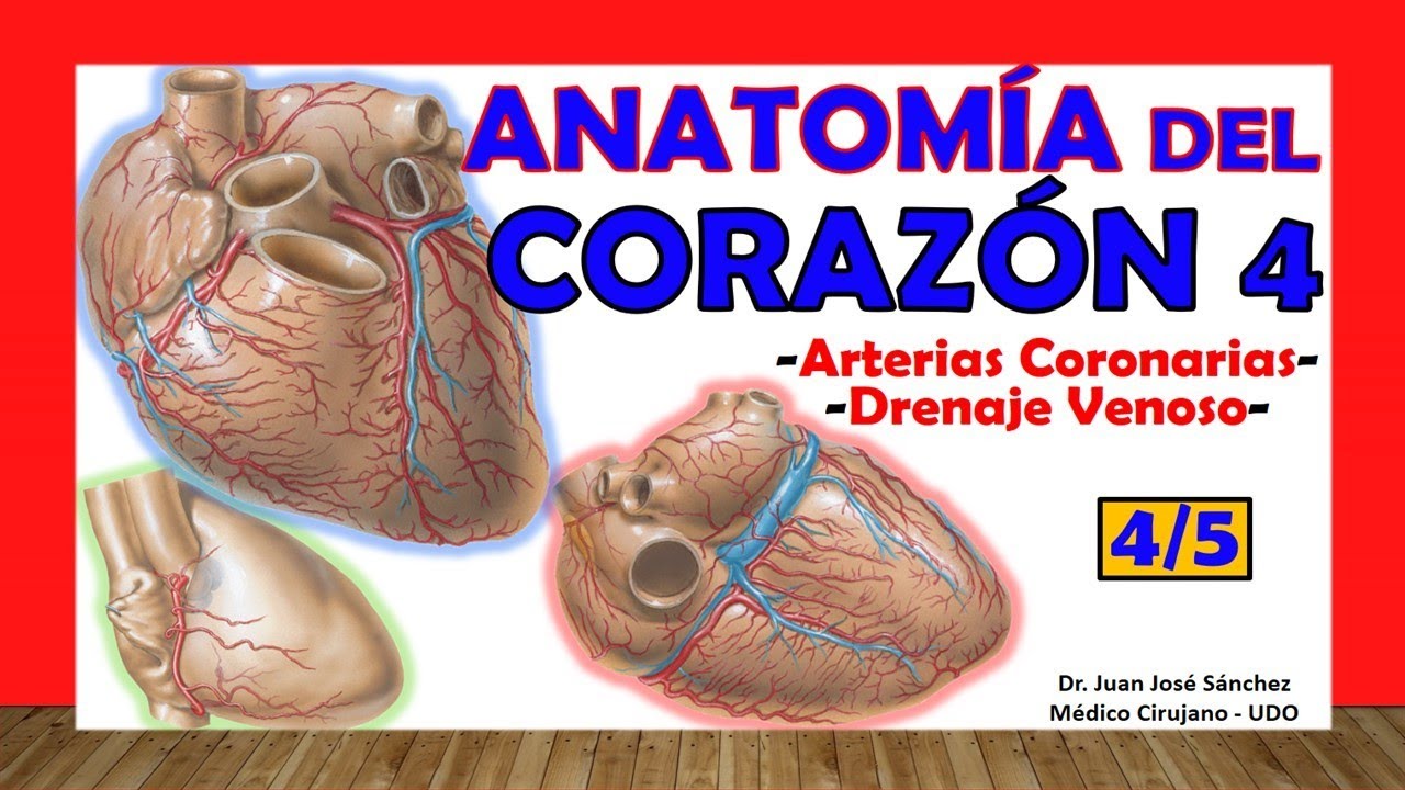 🥇 Anatom&iacute;a del CORAZ&Oacute;N 4/5 - Arterias Coronarias, Drenaje Venoso