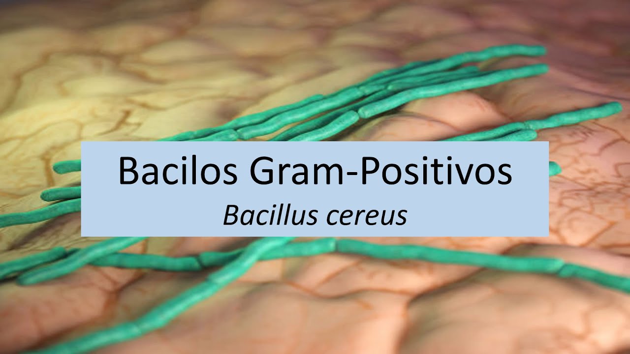 Microbiologia Médica: Bacillus cereus - Bacilos Gram Positivos