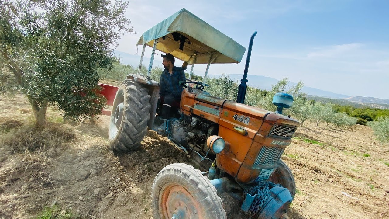 ZEYTİNDE EN İŞE YARAR  GÜBRELEME YÖNTEMİ TOPRAĞA GÖMMEK AMONYUN SÜLFAT , %21 AZOT (ŞEKER GÜBRESİ )