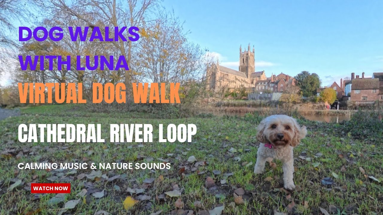 TV for Dogs & Humans 10hr 4K Virtual Dog Walk at Ancient Cathedral River Loop. Piano & Nature sounds