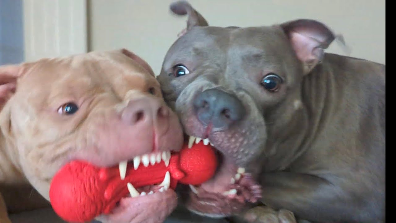 Zeusy The Talking Pitty is live! 2/28/26