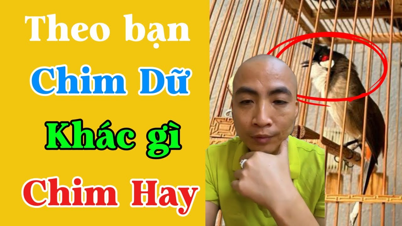 Giải thích Chim Dữ khác với Chim Hay chỗ nào